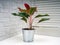 Aglaonema Crete is a genus of flowering plants