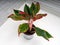 Aglaonema Crete is a genus of flowering plants