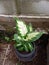 Aglaonema Dieffenbachia ornamental plant in white green in a black pot in the home garden