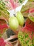 Aglaonema flower