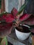 Aglaonema flower, this plant is also known as Chinese evergreen.