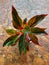 Aglaonema flower on the porch