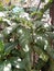 aglaonema glanceng ornamental plant at the Bandung zoo