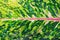 Aglaonema, Green leaf tree plant fresh nature