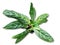 Aglaonema Green Sun is a genus of flowering plants in the arum family, Araceae