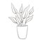 Aglaonema house plant sketch. Line art drawing potted tropical leaf aglaonema plant. Printable decorative houseplant