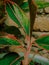 Aglaonema Kochin plants are still small planted in pots around my garden.