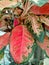 Aglaonema kochin red spotted green leaves