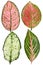 Aglaonema leaf