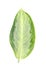 Aglaonema leaf isolated. Beautiful tropical plant