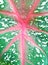 Aglaonema leaf texture macro