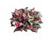 aglaonema leaves shrub a beautiful leafy potted plant red pink green and white color by isolated with clipping path