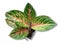 Aglaonema Legacy is a genus of flowering plants
