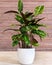 Aglaonema Maria Chinese Evergreen