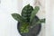 Aglaonema maria chinese evergreen plant with copy space