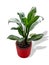 Aglaonema Maria Christina is a genus of flowering plants in the arum family, Araceae