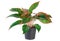 Aglaonema modestum Plants red and green leaves ,Chinese Evergreen. clipping path
