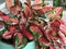 Aglaonema modestum or Red aglaonema or Chinese evergreen plant.