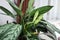 Aglaonema ornamental plant, decorative house flowers, natural live aglaonema flower
