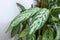 Aglaonema ornamental plant, decorative house flowers, natural live aglaonema flower