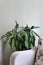 Aglaonema ornamental plant in pot, natural live aglaonema flower in home environment