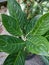 Aglaonema ornamental plant with white striped leaves