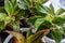 Aglaonema ornamental plants