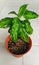 Aglaonema pictum tricolor, a tropical ornamental plant