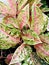 Aglaonema plant or also called \\\