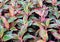 Aglaonema Plant (Chinese evergreen)