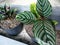 Aglaonema plant photos houseplants Calathea Ornata