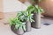 Aglaonema plants in the interior of a public building, three pots of different heights