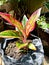 Aglaonema or plants \\\