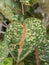 Aglaonema Plants Sri Rejeki Texture
