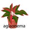 Aglaonema pot for flowers, with earth, pink, for seedlings, pots.