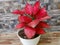 Aglaonema red kochin features leaves that are more pink in the center, as well as green margins.