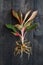 Aglaonema Red Lipstick or Chinese Evergreen Plant or Aglaonema Siam Aurora ready to move