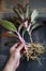 Aglaonema Red Lipstick or Chinese Evergreen Plant or Aglaonema Siam Aurora ready to move