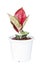 Aglaonema Red sp or Chinese Evergreen growing in white plastic pot isolated on white background.