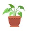 Aglaonema Room Plant in Pot Vector Illustration