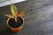 Aglaonema Siam Aurora can be used as decorations as well as natural air fresheners in the room