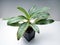 Aglaonema Silver Frost is a genus of flowering plants