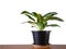 Aglaonema sp , Chinese evergreens tree.This has clipping path