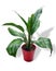 Aglaonema Stripes, is a genus of flowering plants