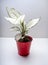 Aglaonema Super White is a genus of flowering plants