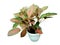 Aglaonema tree in white pot