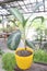 Aglaonema White Rain tree plant