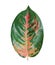 Aglonema anjamani red, chinese evergreens leaf, isolated on white background