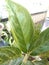 Aglonema blanceng ornamental plant with fresh green leaves growing in a pot