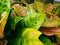 aglonema ornamental plant collection